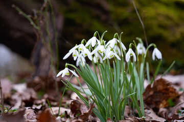 First white spring flowers in the forest close-up.