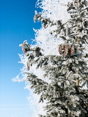 Polish winter, snow, conifer, village