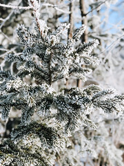 Polish winter, snow, conifer, village