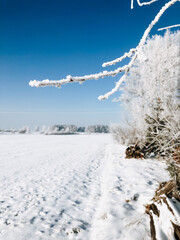 Polish winter, snow, conifer, village