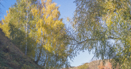 Beautiful view of trees with a blue sky in the background