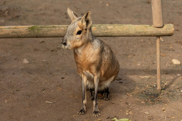 Capybara in profile with earthy background