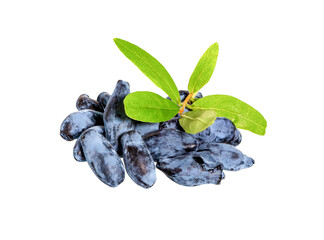  Blue Honeysuckle berries (Lonicera caerulia) with leaves.