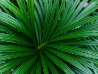Obraz premium Close up of natural palm leaf texture in vibrant green hues, ideal for tropical themed backgrounds or designs, vibrant, tropical
