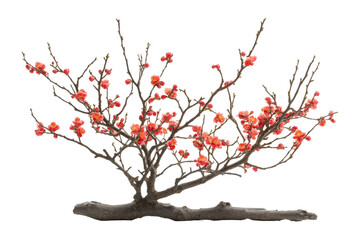 Plum blossoms branches isolated for chinese new year