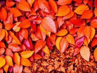 Dry orange metallic leaves arranged in a beautiful pattern on a vibrant violet background, dry,...