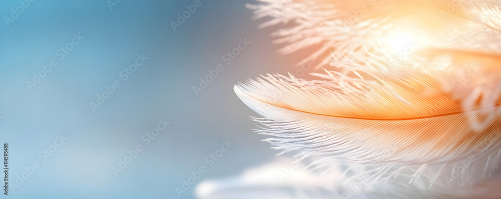 Poster feather floats gently with light background and soft focus with dreamy and ethereal theme