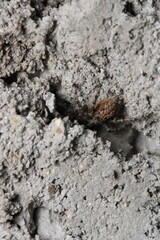 little jumping spider macro photo	