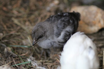 natural colourful chicken macro photo