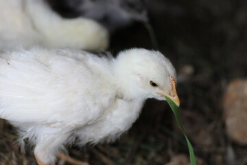 natural colourful chicken macro photo