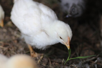 natural colourful chicken macro photo