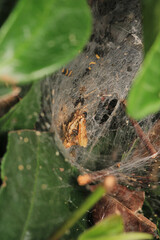 agelena labyrinthica spider macro photo