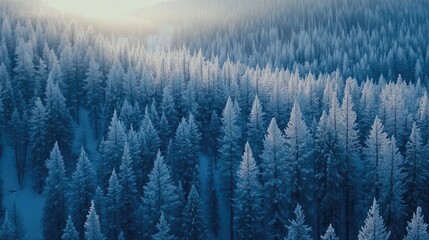 Fototapeta premium Snow Covered Pine Forest Winter Landscape Aerial View