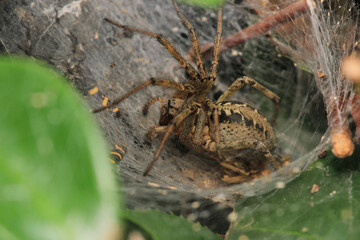 agelena labyrinthica spider macro photo