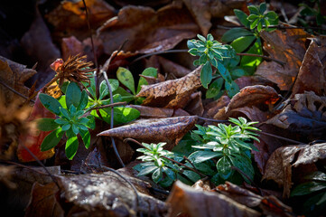 closeup of sweet woodruff leaves emerging from bed of fallen leaves