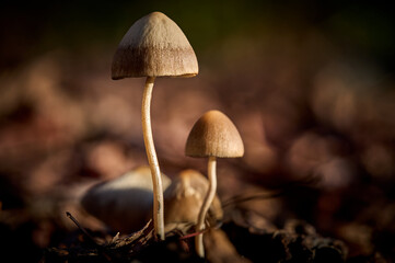low angle close up of mushrooms with long slim stems