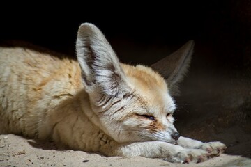 A Fennec Fox (Vulpes zerda).