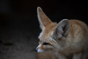 A Fennec Fox (Vulpes zerda).