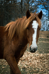 Fototapeta premium Horse in forest