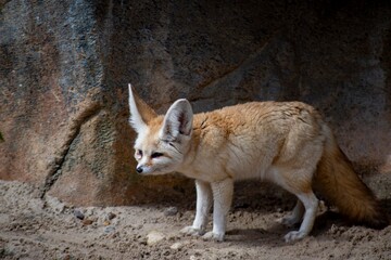 A Fennec Fox (Vulpes zerda).