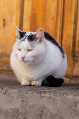A white black cat sits on a concrete platform near the wooden door to the house, waiting for the owner to come and come in with him. Frowning face, thick and dense winter coat, cold weather