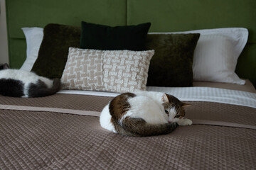 A serene scene of adorable cats resting on a cozy bed with plush pillows, inviting comfort