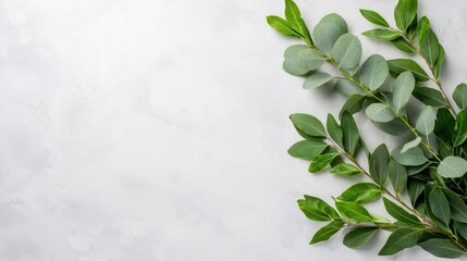 Obraz premium Green eucalyptus branches on gray background.