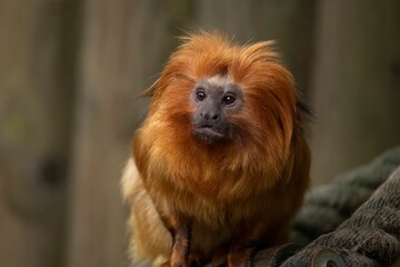 The Golden Lion Tamarin (Leontopithecus rosalia), also known as the Golden Marmoset.