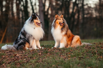 Collies im Sonnenuntergang