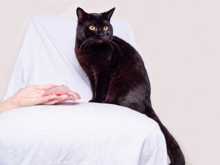 Black cat sitting on a chair with white cloth cover hand with fresh chicken fillet in front of him....