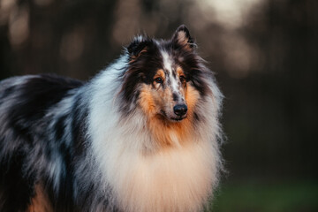 Fototapeta premium Collies im Sonnenuntergang