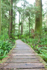 A wooden boardwalk through an old growth forest.