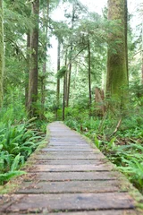 Selbstklebende Fototapeten A wooden boardwalk through an old growth forest. © Jon Faulknor