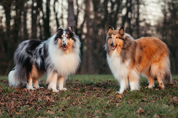 Collies im Sonnenuntergang