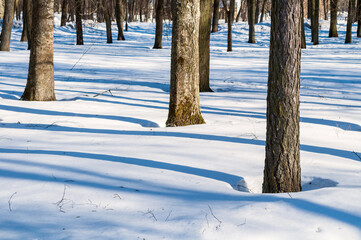 Winter forest landscape, colorful winter forest background with bare tree trunks and deep snowdrifts on the foreground, winter forest scene