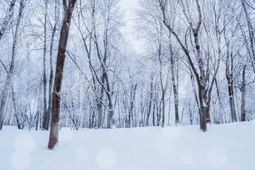 Winter cloudy landscape, wonderland winter forest in somber weather, snowy forest scene