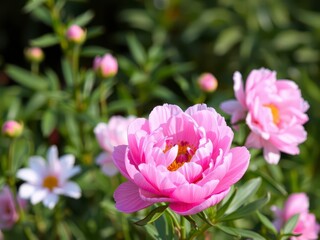 Fototapeta premium Pink peony flowers blooming in full blossom, creating a beautiful and vibrant background, floral, botanical, peony