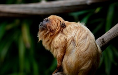 The Golden Lion Tamarin (Leontopithecus rosalia), also known as the Golden Marmoset.