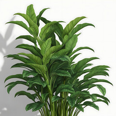 Lush green tropical plants bush, cut out