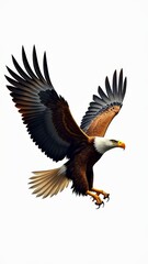 Fototapeta premium Bald eagle in flight, isolated on white