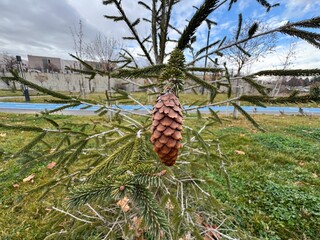 Picea abies inversa pendula (European spruce with drooping graft) branchlets that typically hang...