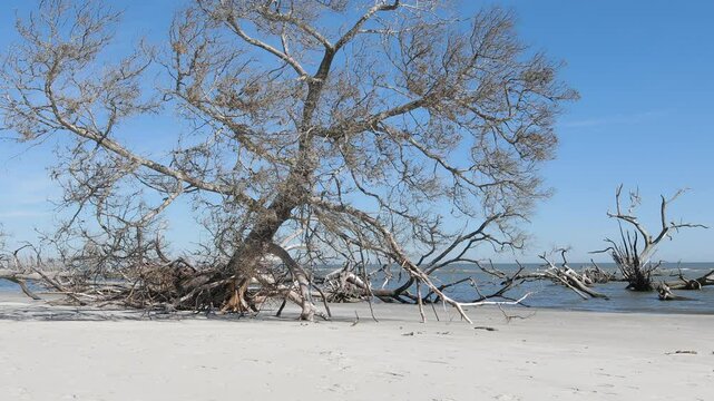 Dolly shot of dead tree undercut by coastal flooding along the Atlantic Ocean