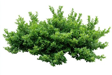 Obraz premium Lush green shrub isolated on white background.