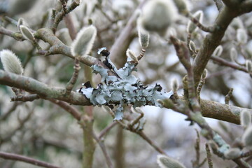 Close-up of lichen on a shrub branch - Gros plan sur du lichen sur une branche d'arbuste
