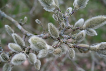 Close-up of catkins on a shrub branch - Gros plan sur des chatons sur une branche d'arbuste