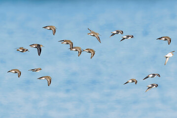 飛翔するハマシギの群れ