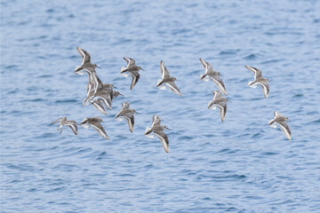飛翔するハマシギの群れ