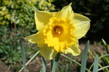 yellow daffodil flowers