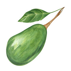 Avocado on white background. Watercolor. Handmade. Can be used on packaging, stickers.