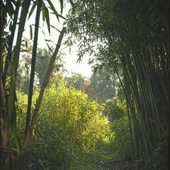Naklejka premium Lush bamboo pathway leading into a vibrant green forest.